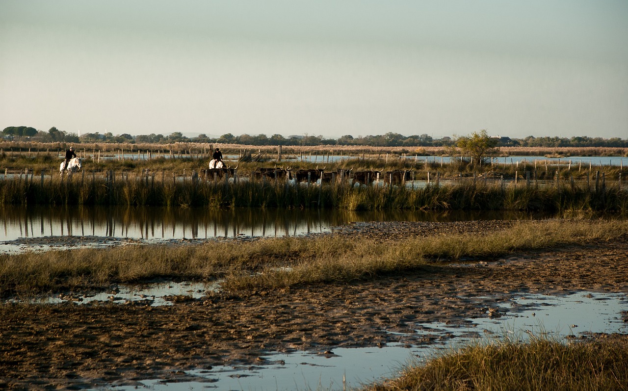 Marais de Camargue