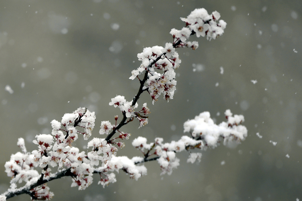 Cerisiers en fleurs