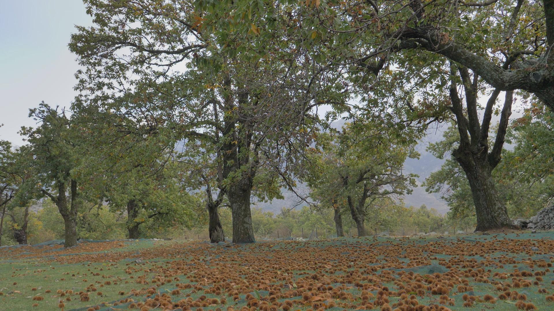 aux arbres