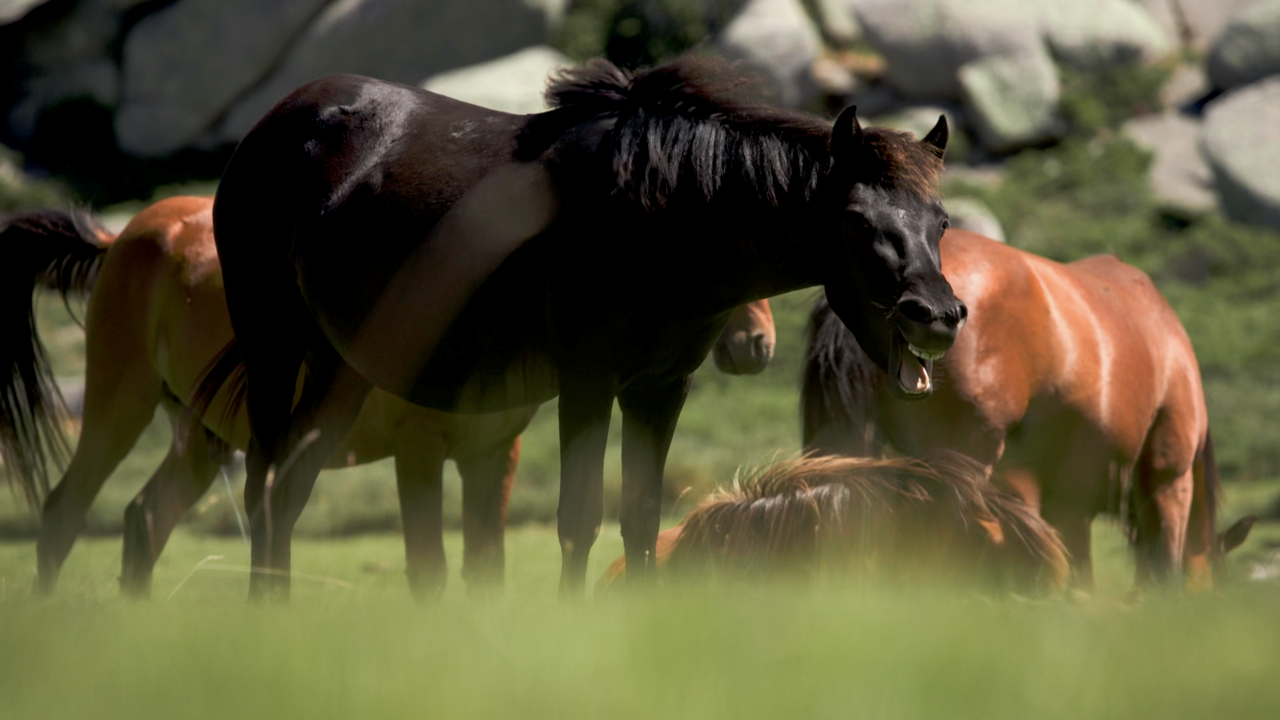 Le cheval sauvage de Corse