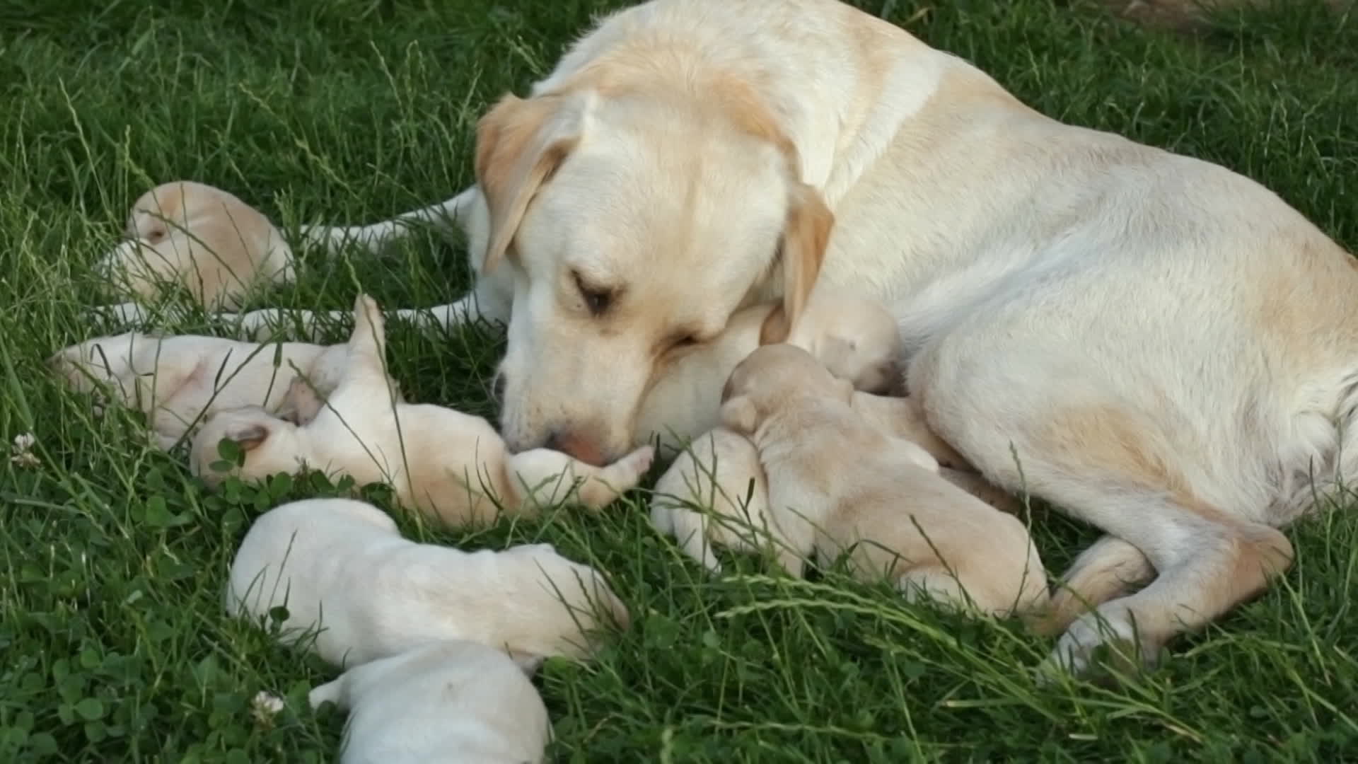 chienne et ses chiots