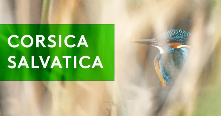Corsica Salvatica