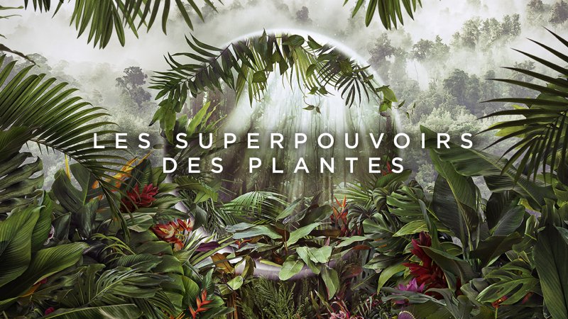 les superpouvoirs des plantes