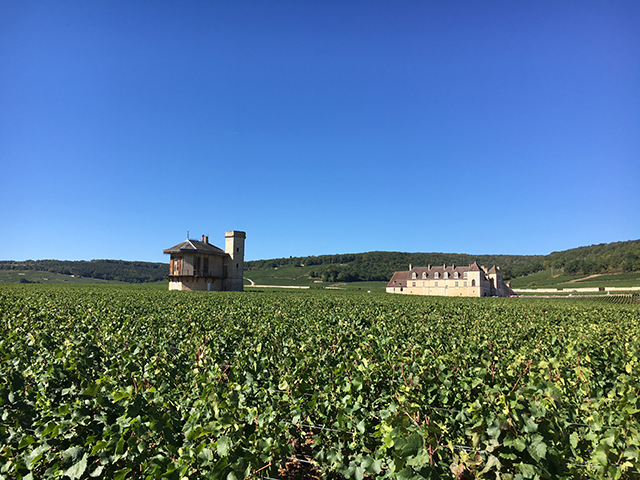 Vignes du Clos de Vougeot