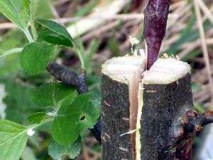 ©droits réservés/Greffe d'arbre Frutier