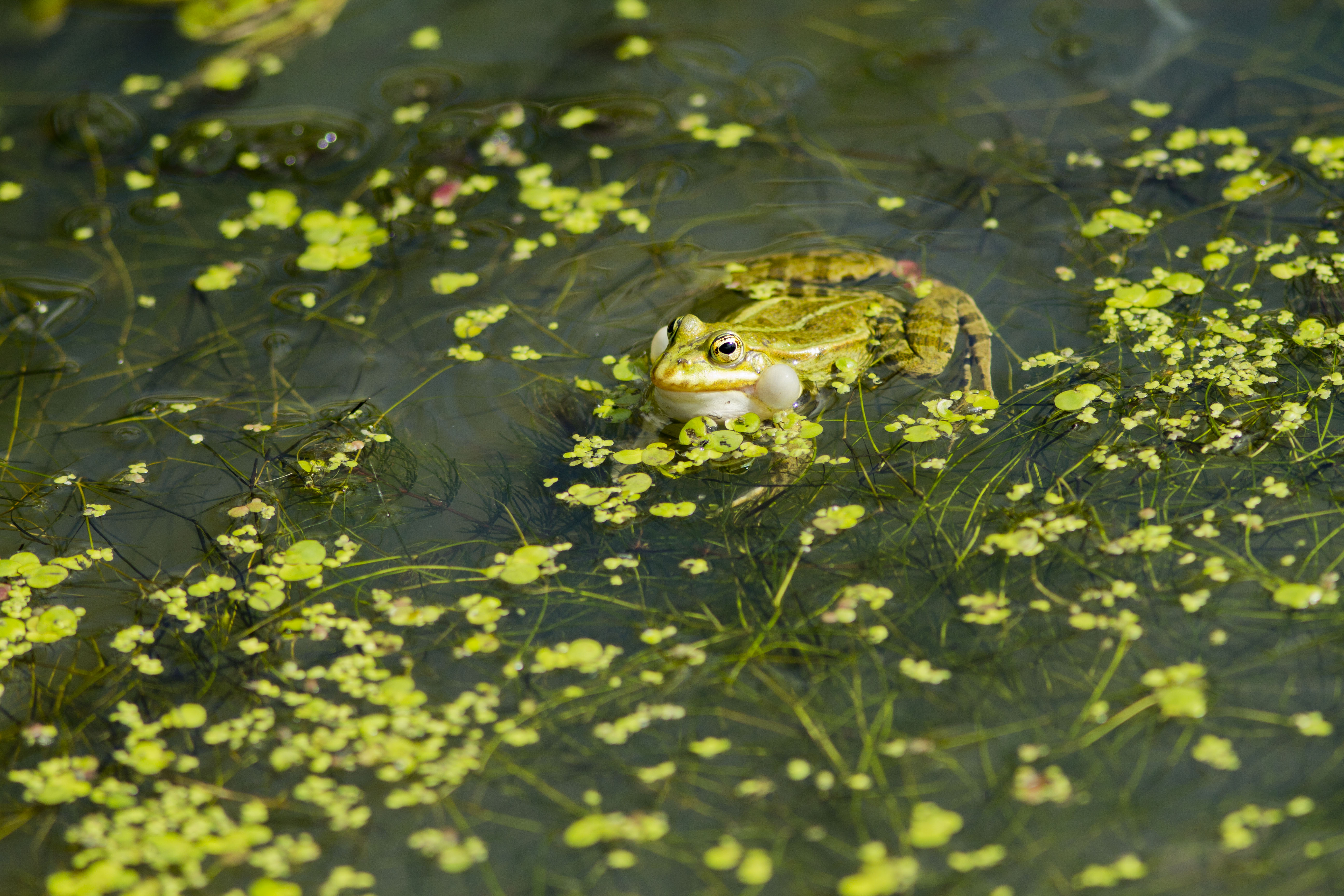 Grenouille © Morgane Bricard, Parc Animalier de Sainte-Croix