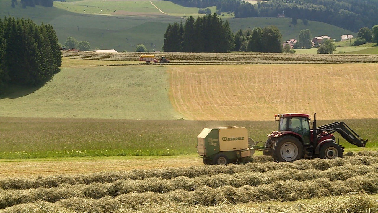 ils font du foin