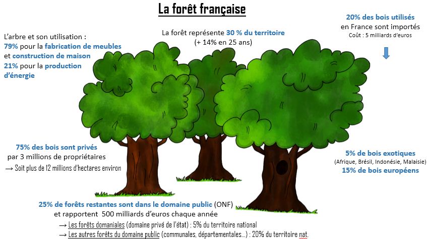 Infographie : la forêt française