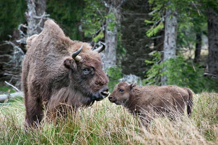 Les bisons