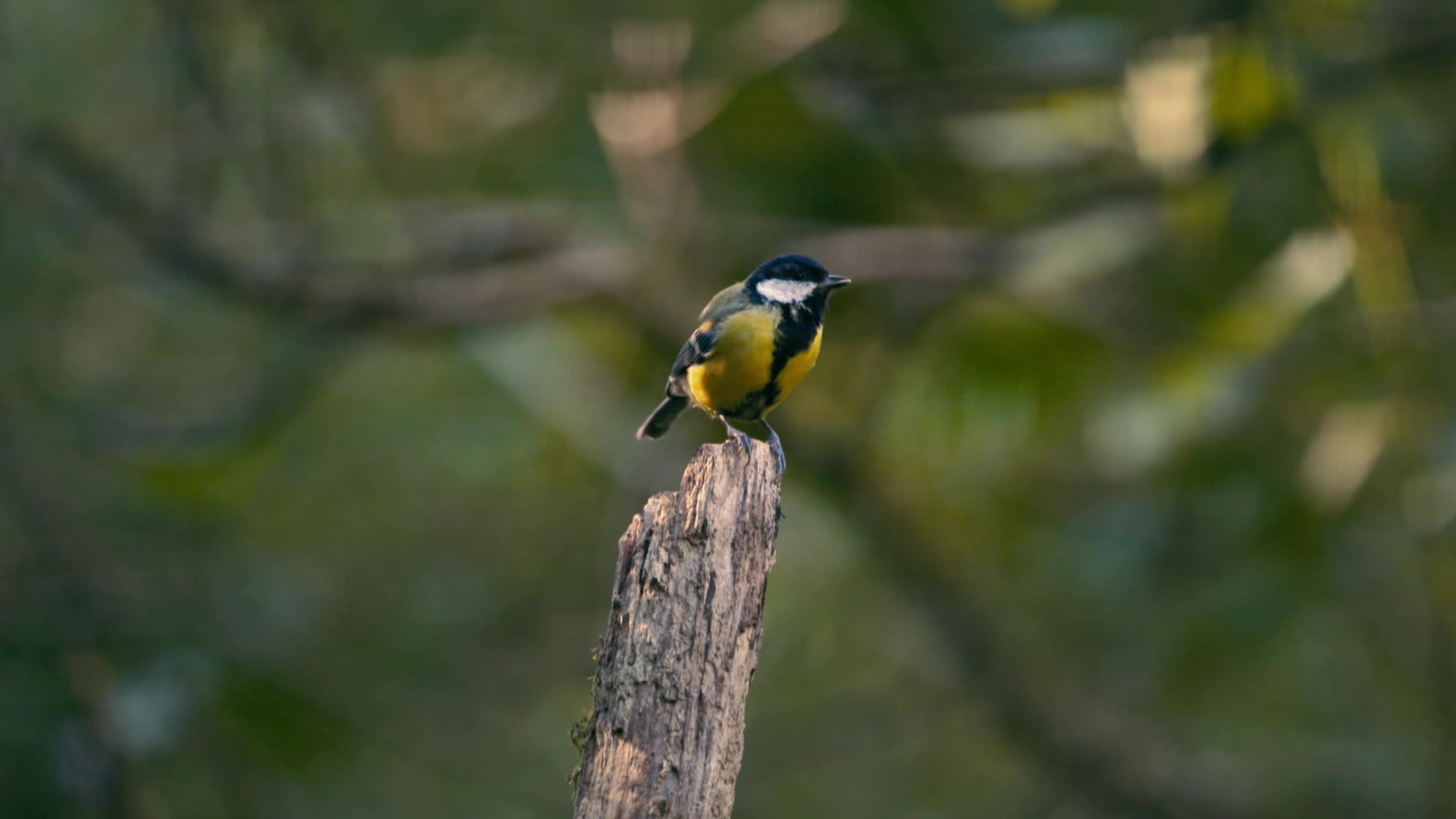 mésange charbonnière