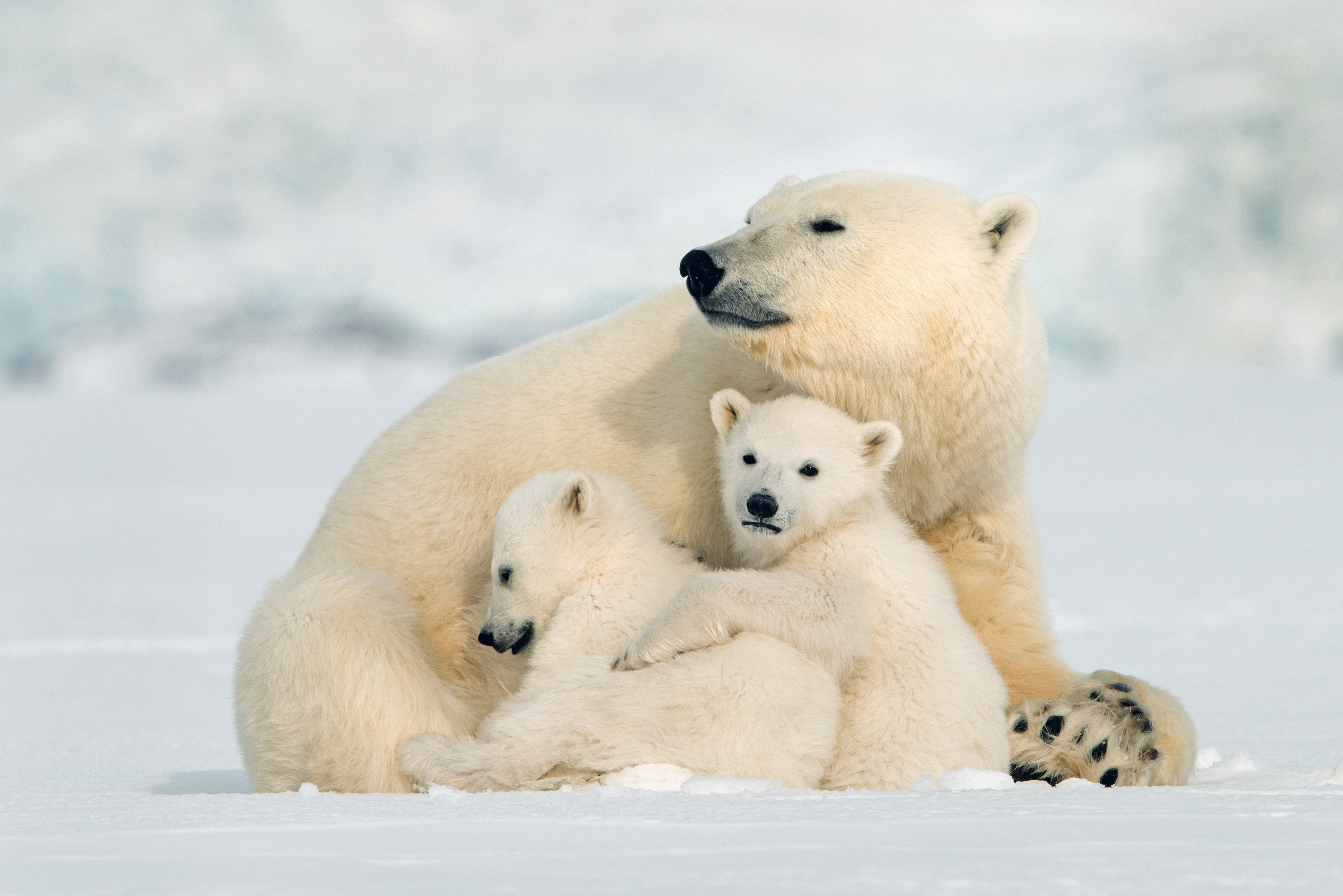 Ours polaires