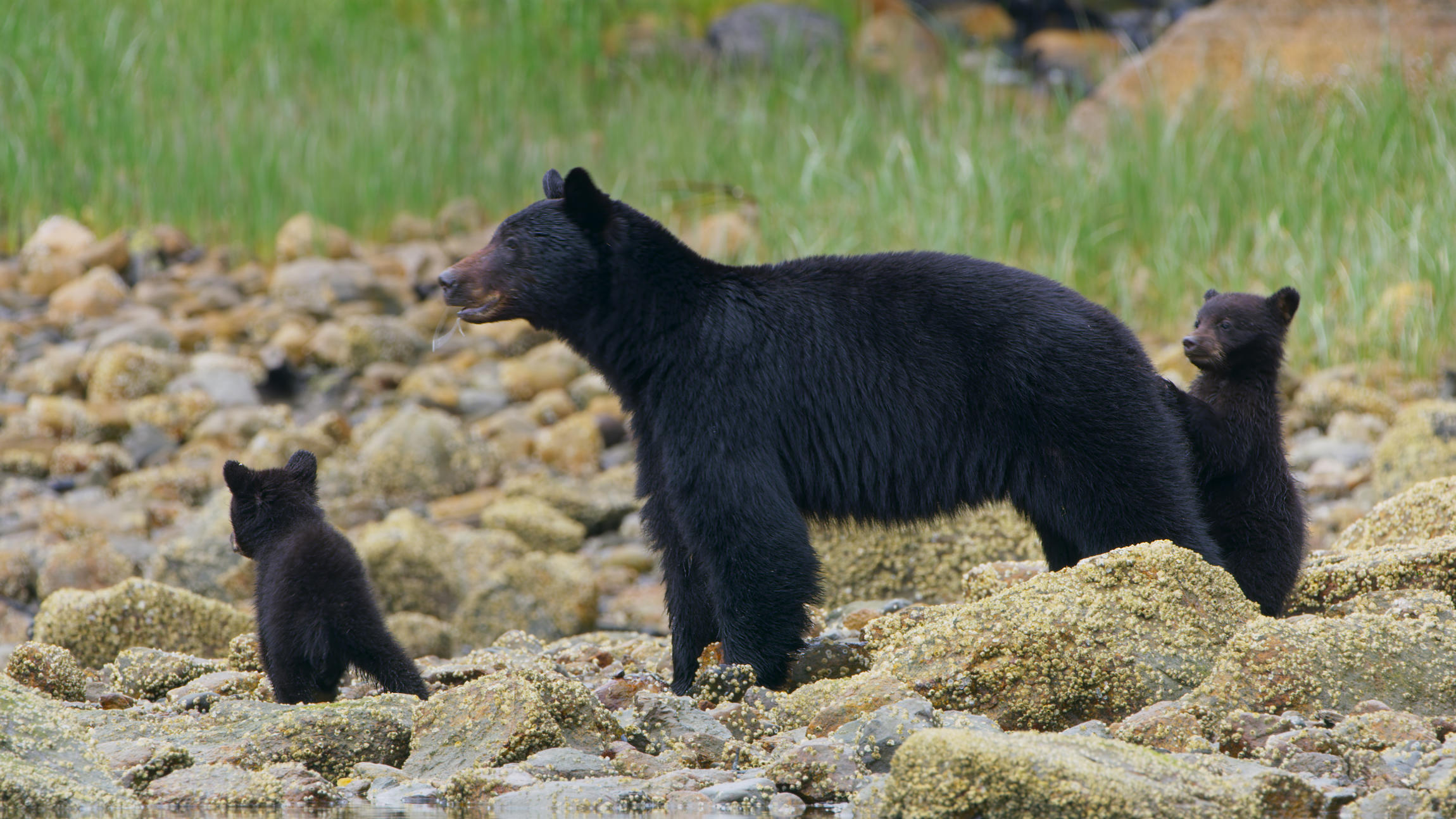 Les ours noirs de Colombie britannique