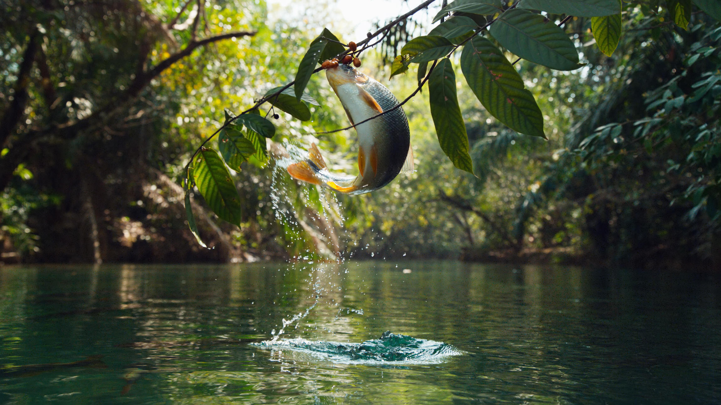 Les poissons piraputanga