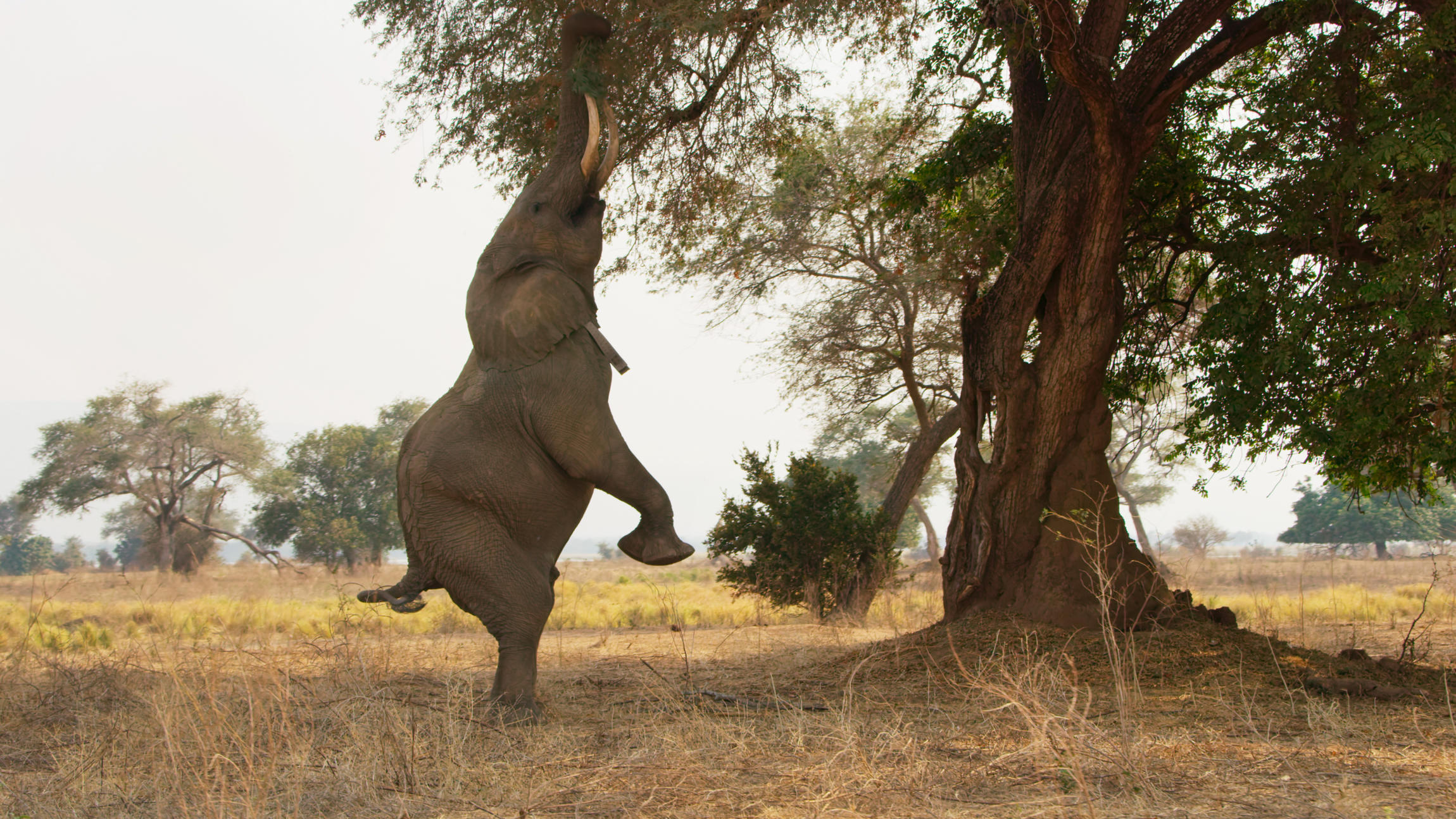 Zimbabwe, Afrique