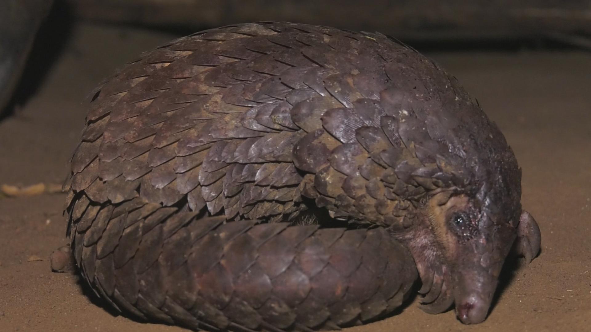 Trafic du pangolin