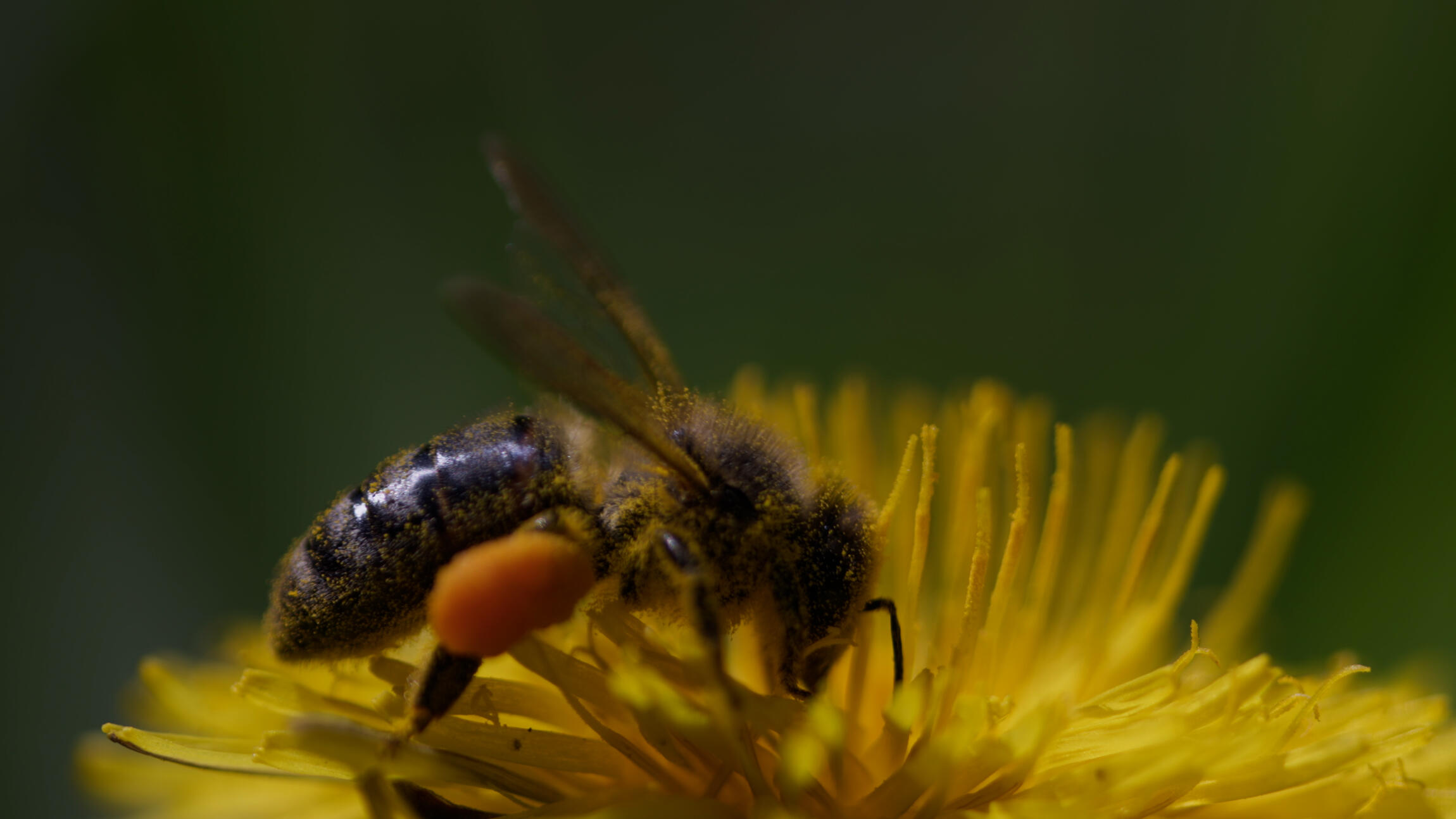 Au pays de l'abeille noire