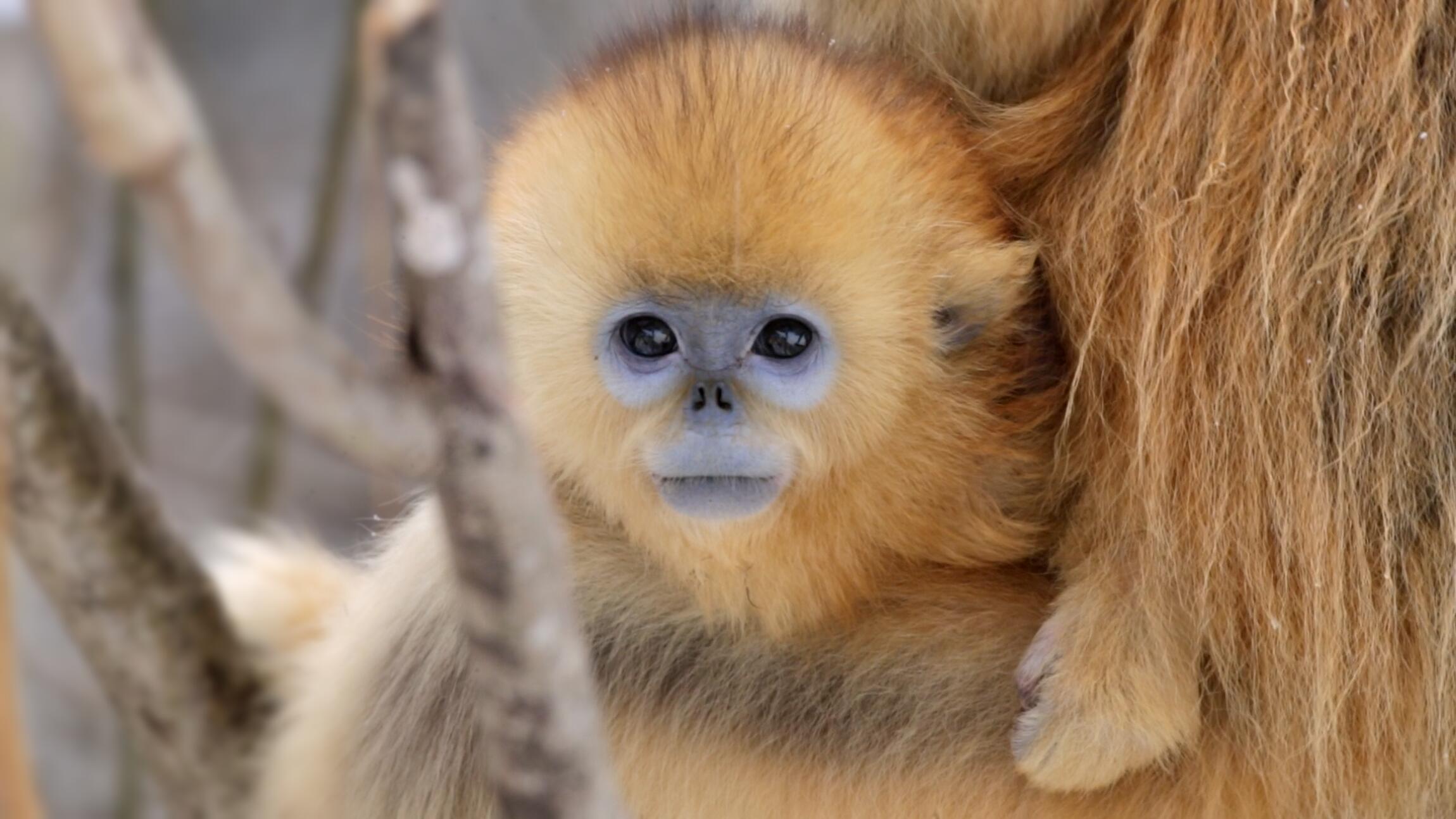 Souvenirs d'un singe doré