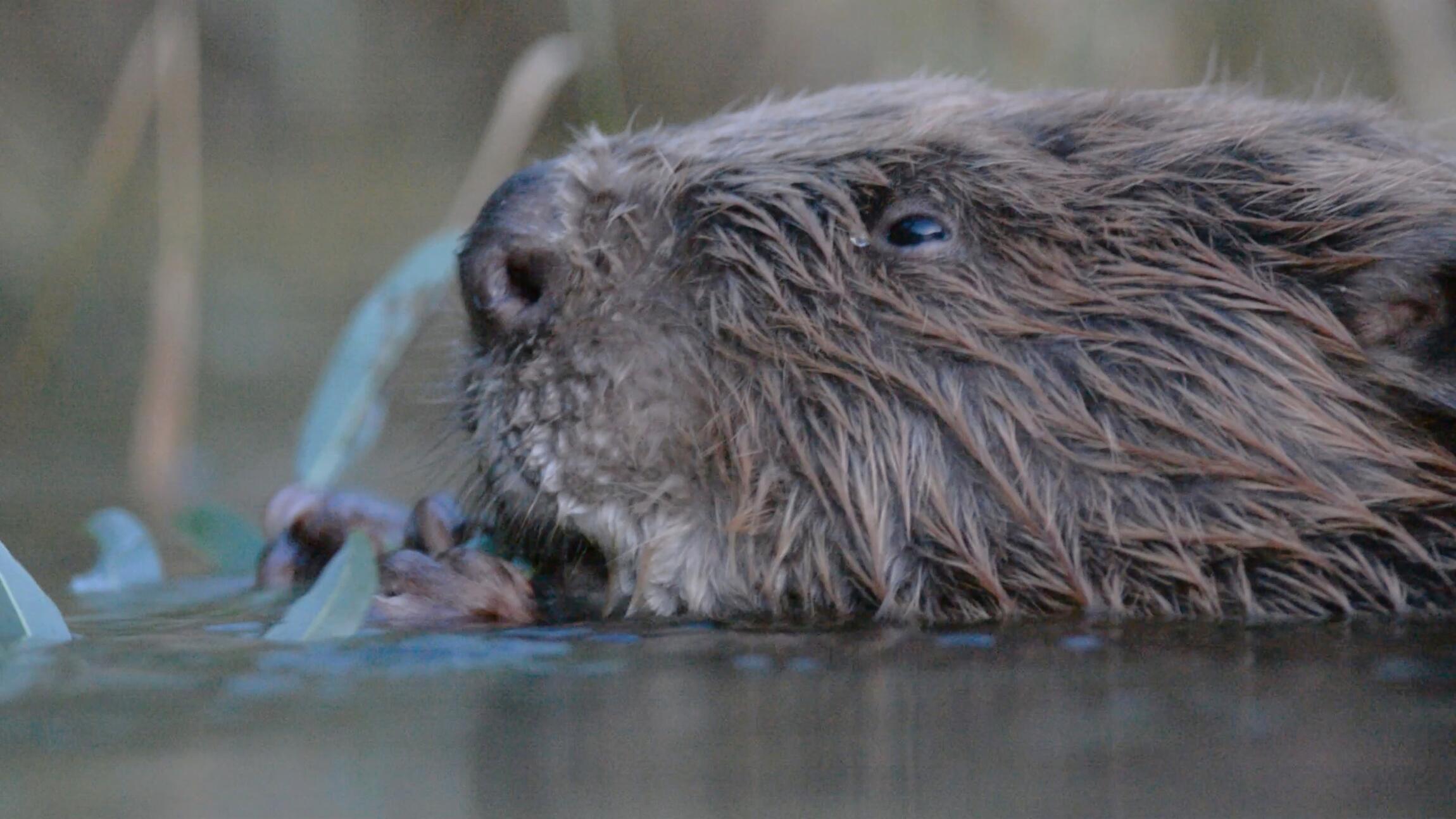 Castor, la force de la nature