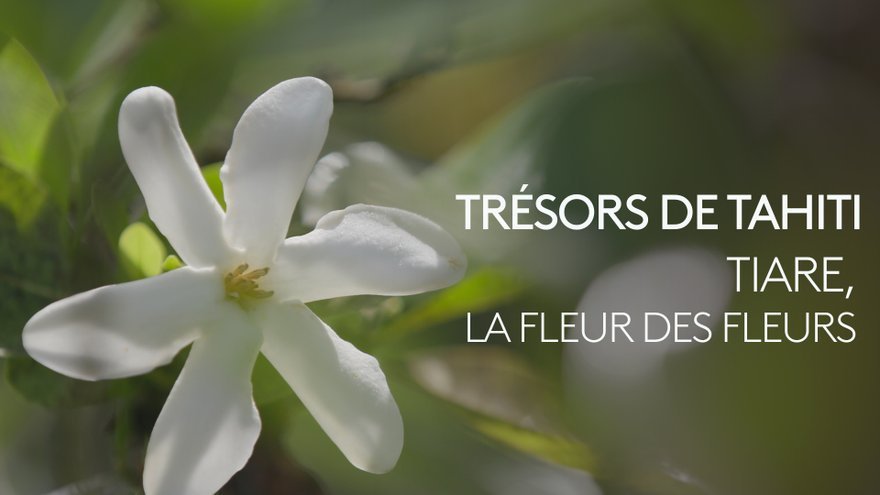 Tiare, la fleur des fleurs