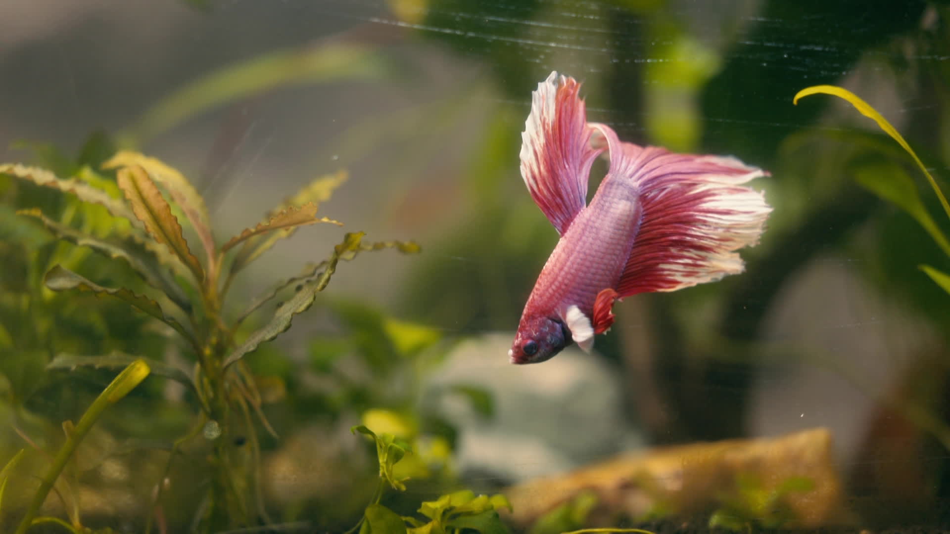 poisson dans un aquarium