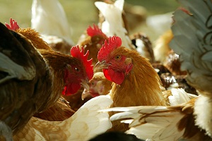 poules