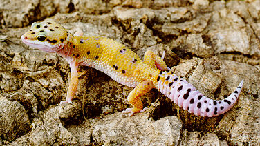 Geckos