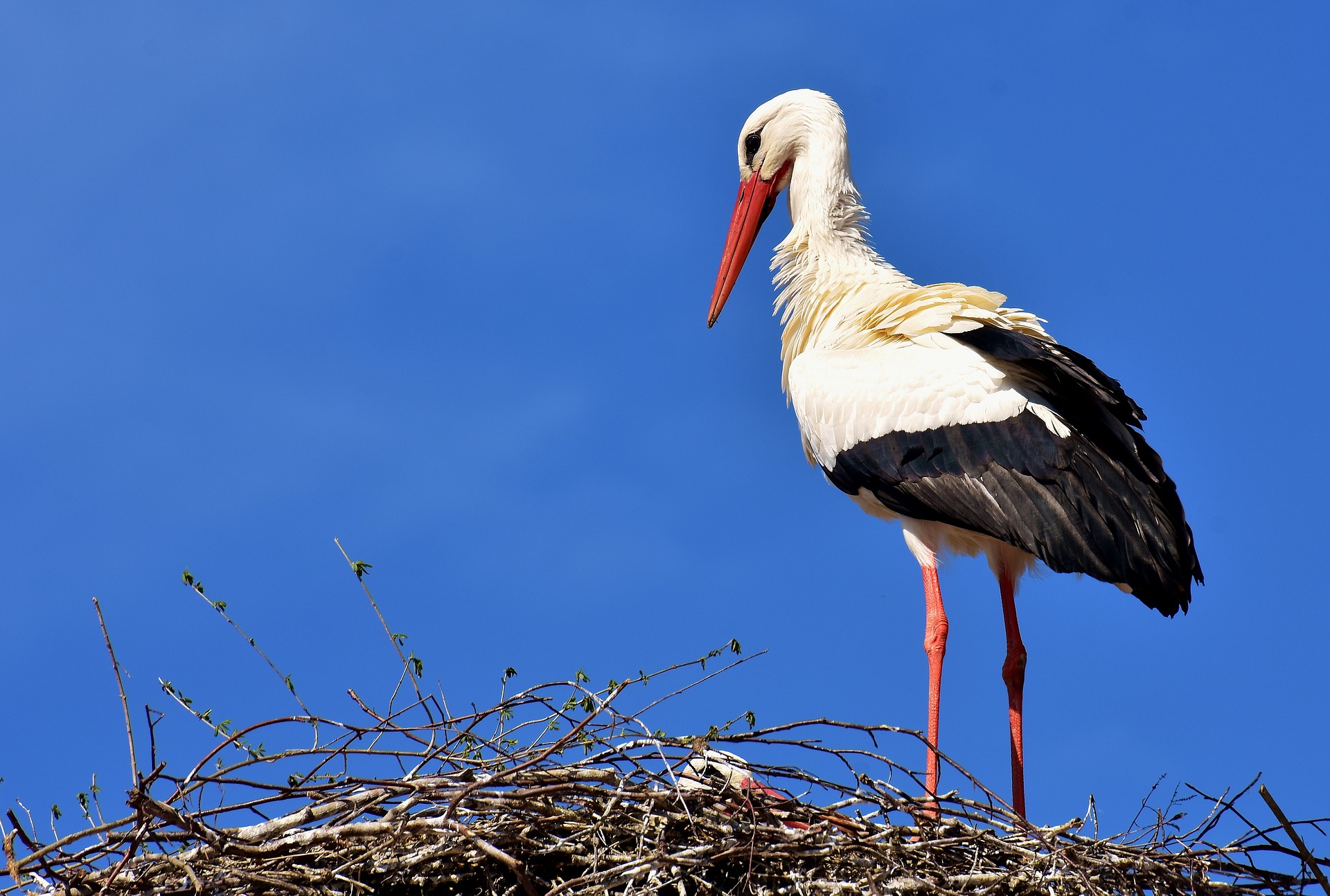 cigogne 