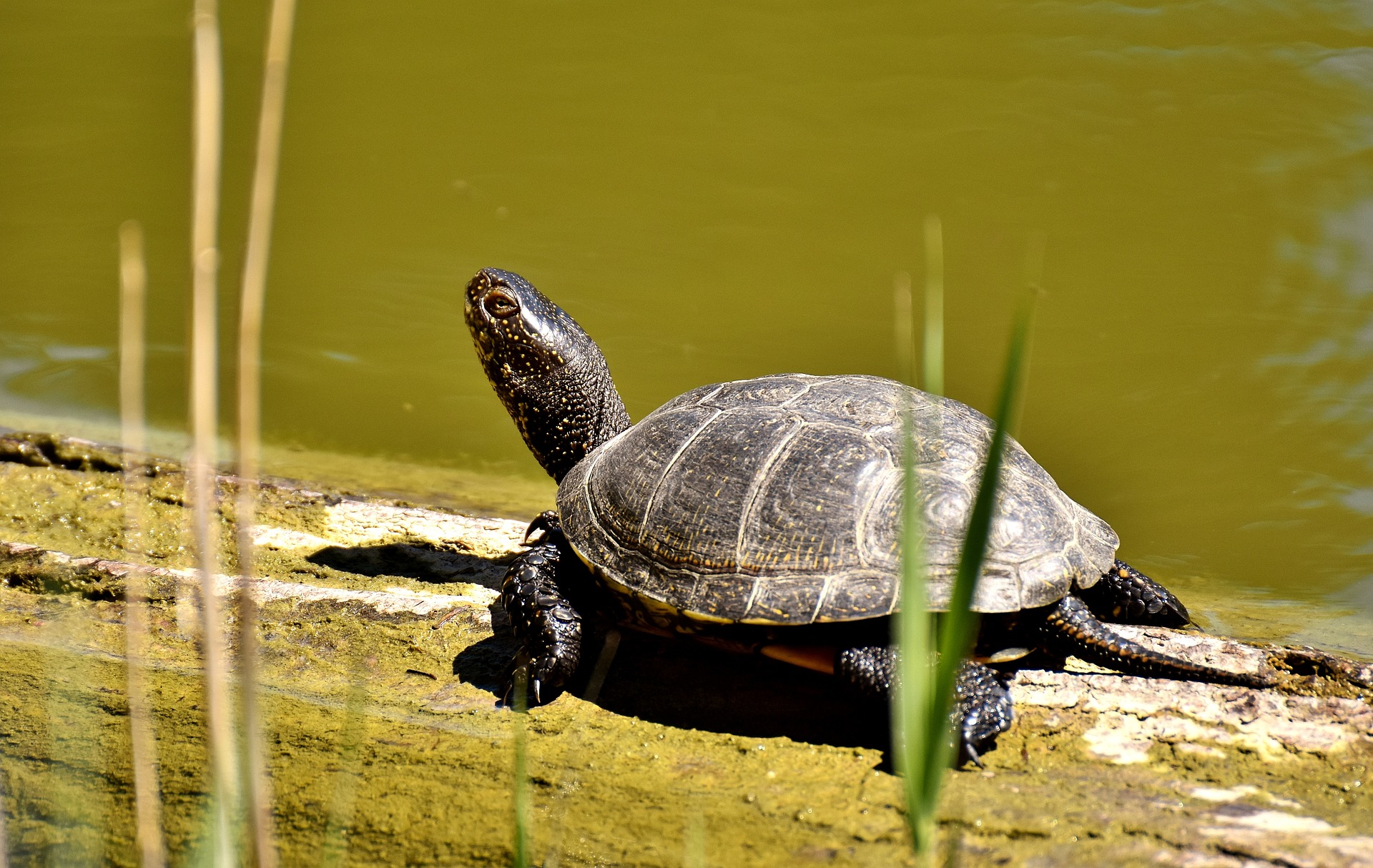 tortue