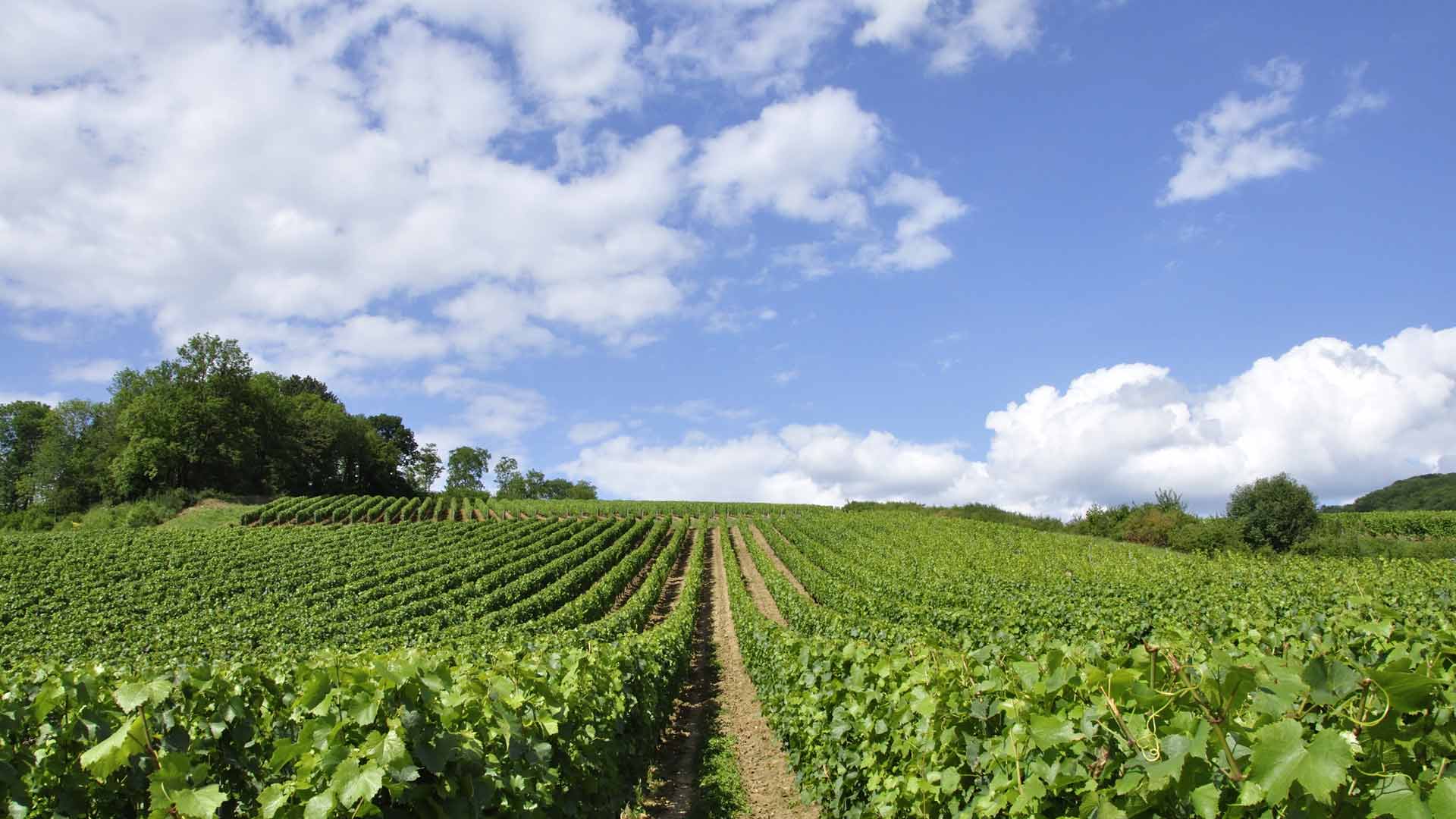 ©Droits Réservés-vignes du Languedoc-Roussillon