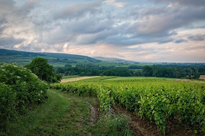 BFC Vente des vins de Beaune