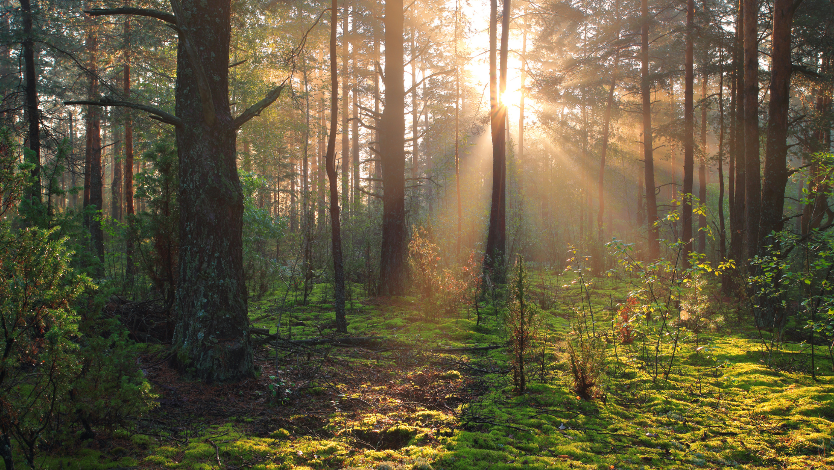Fôret - Photo d'illustration
