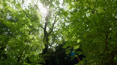 Incroyables plantes Forêt en Dordogne