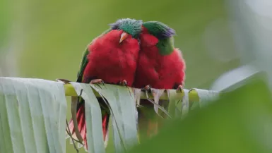 Ura, sauver l’oiseau sacré des Australes