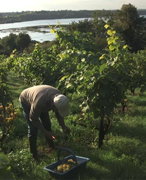 Vendanges en utopie