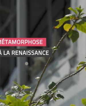 Reconstruire - Fleurs et métamorphose