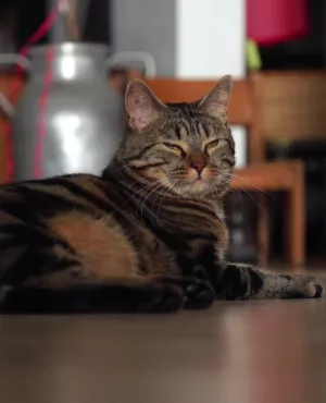 Animaux de compagnie... un peu, beaucoup, à la folie ?