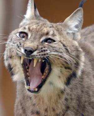 A LA LISIÈRE, Lorane et le lynx boréal A LA LISIÈRE, Lorane et le lynx boréal