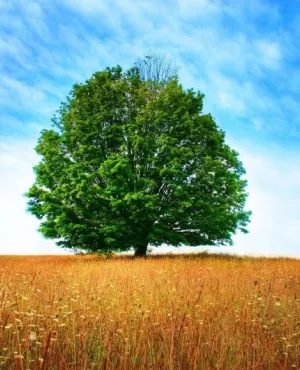 Paysan Paysage ARBRE DANS UN CHAMPS