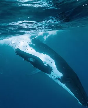 Au cœur des baleines ©Merapi Production