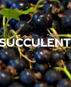 Grappes de cassis  