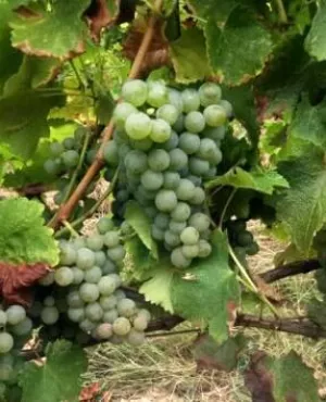 CC vendanges en blancs