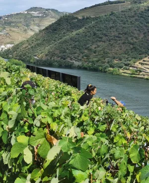 ÉCHAPPÉES BELLES : Les villages historiques du Portugal Au cœur de la Beira Alta, région frontalière de l'Espagne située au nord-est du Portugal, se cachent douze villages, les "Aldeias históricas". Sophie Jovillard part à la découverte de ces bourgades, œuvre de plusieurs générations de rois qui, préoccupés par la défense du territoire, se sont chargés de peupler et de fortifier la région.