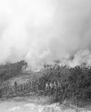 Incendies foret 1949