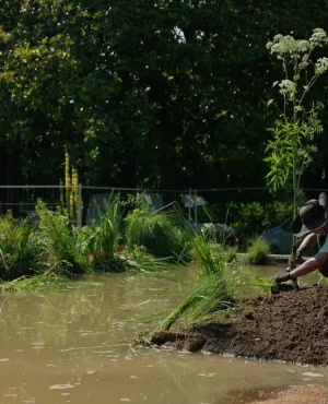 Jardin Public - Aurelien plante une angelique