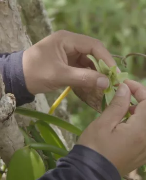 C’est certes à un homme que l’on doit d’avoir eu l’idée du geste permettant de féconder la fleur de vanille… mais, de l’avis de tous, ce sont les femmes qui savent le mieux l’effectuer !