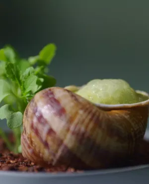 Les escargots Les escargots