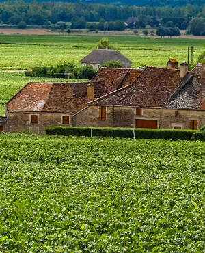 Un sens à la vigne