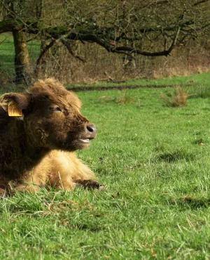 Oh la vache !