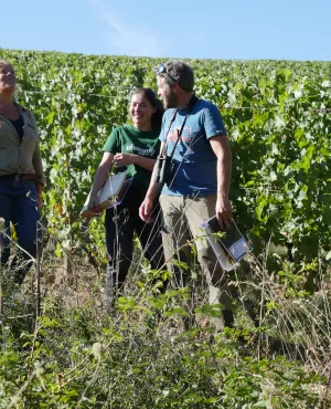 Envie dehors ! Anjou, au coeur des vendanges  Envie dehors ! Anjou, au coeur des vendanges