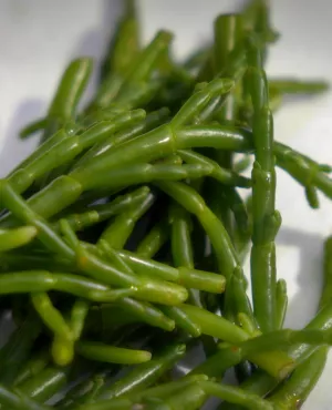 Succulent ! La salicorne